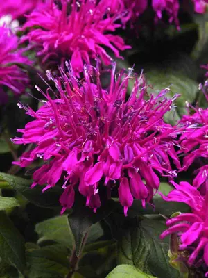 Link to Monarda Balmy&#153; Purple