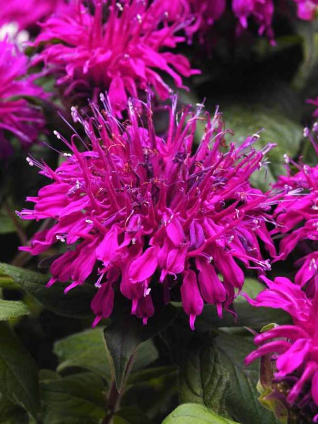 Monarda Balmy Purple