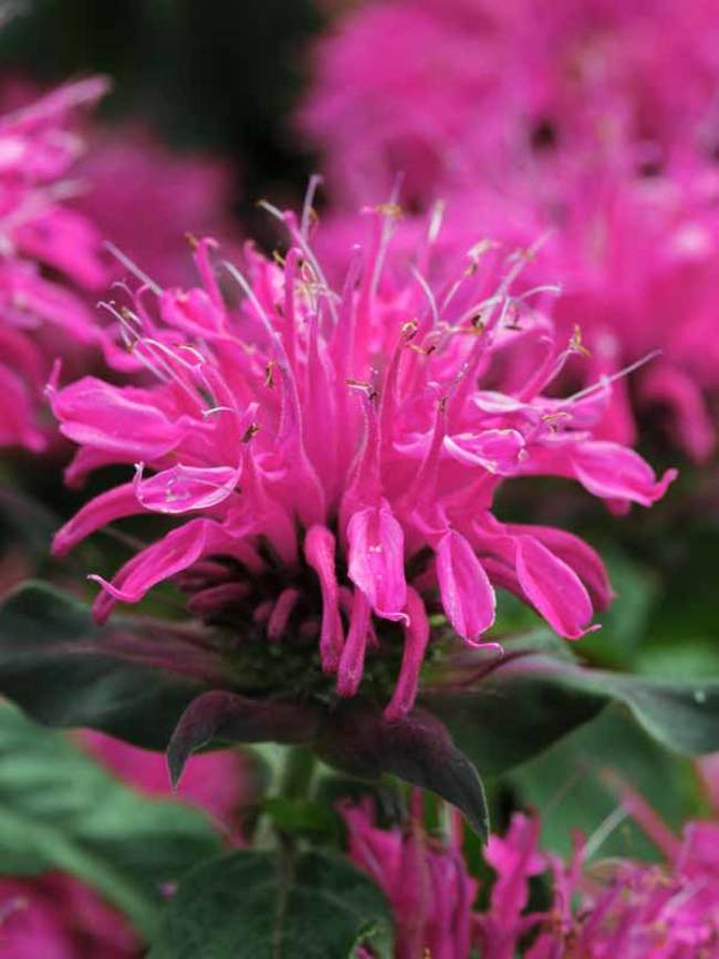 Monarda Balmy Rose