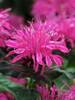 Monarda Balmy Rose