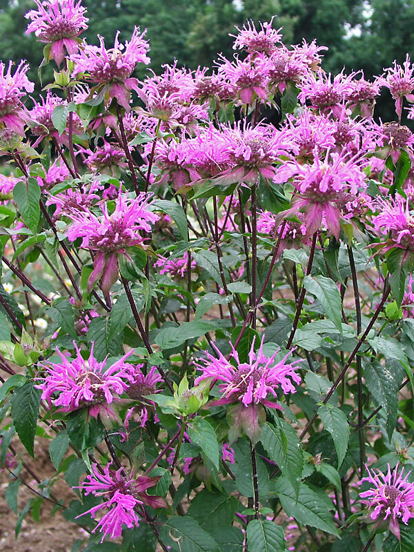 Monarda Claire-Grace