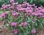 Monarda Claire-Grace