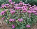 Monarda Claire-Grace