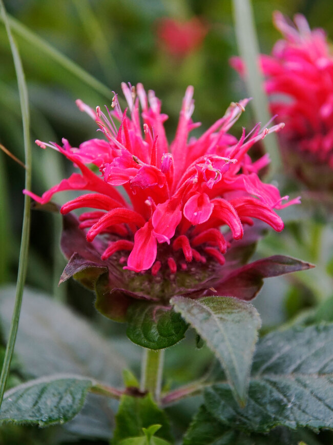 Monarda Cherry Pops