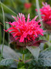 Monarda Cherry Pops