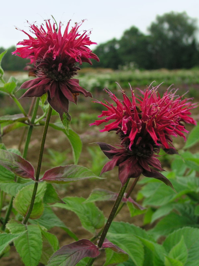 Monarda Colrain-Red