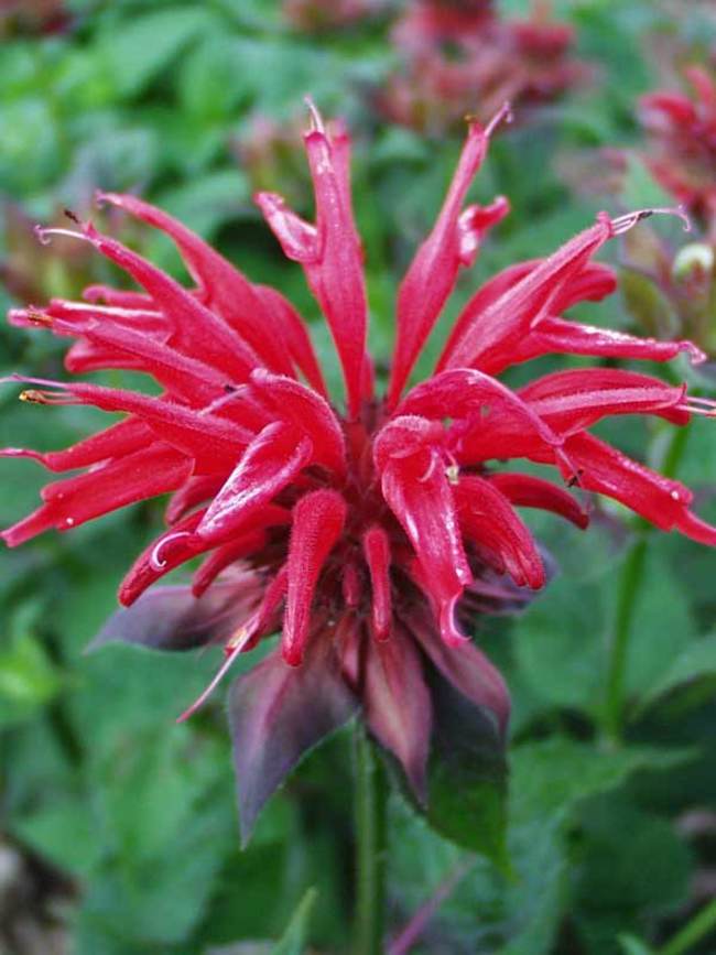 Monarda Cambridge-Scarlet