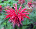 Monarda Cambridge-Scarlet