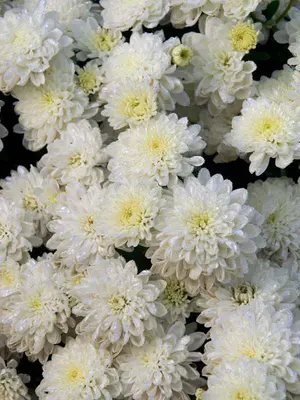 Link to Chrysanthemum Odysseus