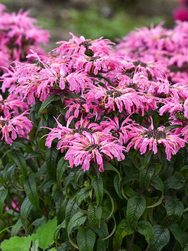 Monarda Electric Neon Coral