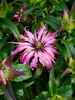 Monarda Electric Neon Coral