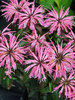 Monarda Electric Neon Coral