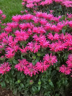 Link to Monarda Electric Neon Pink