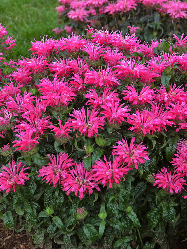 Monarda Electric Neon Pink