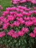 Monarda Electric Neon Pink