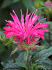 Monarda Electric Neon Pink