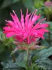 Monarda Electric Neon Pink