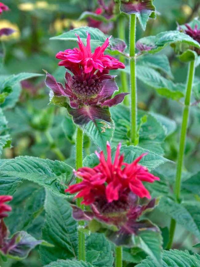 Monarda Fireball