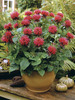 Monarda Fireball