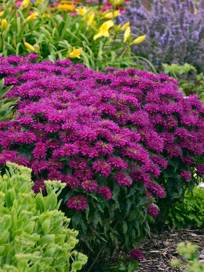 Grape Gumball Beebalm (Monarda 'Grape Gumball') in Richmond Fairfax Loudoun  Prince William Fredericks Virginia VA at Meadows Farms Nurseries