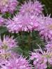 Monarda Grand Mum