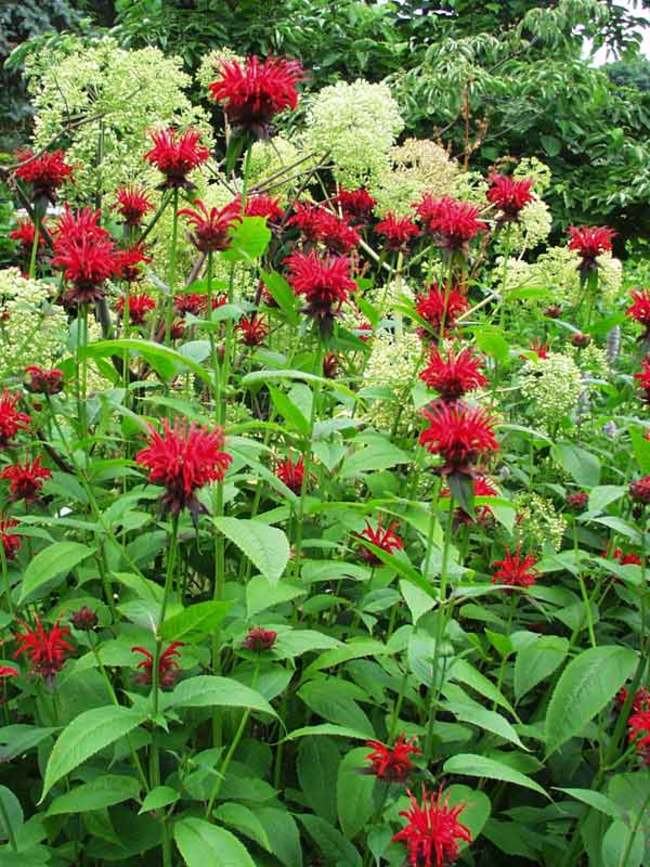 Image of Monarda didyma 'Jacob Cline' (Bee Balm) plant