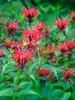 Monarda Jacob Cline