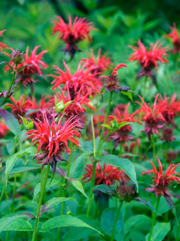 Monarda Jacob Cline | Bluestone Perennials