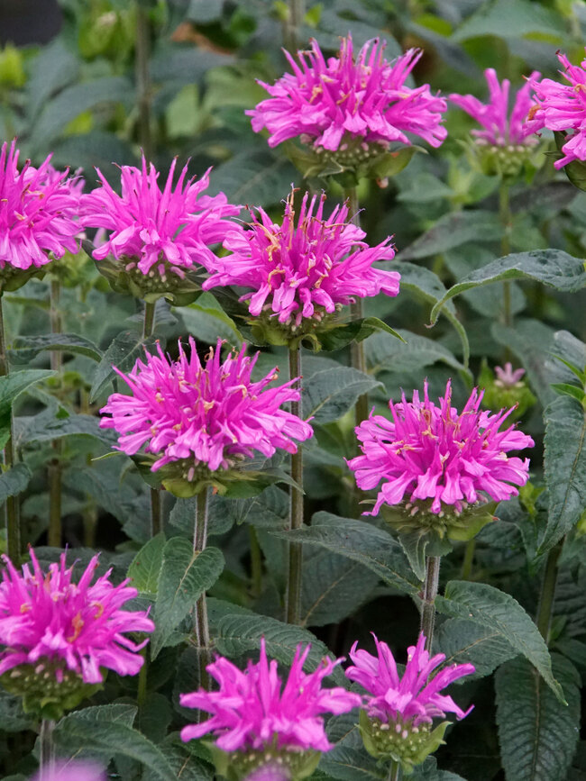 Monarda Lilac Lollipop