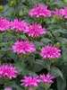 Monarda Lilac Lollipop