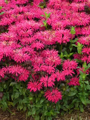 Link to Monarda Leading Lady Razzberry