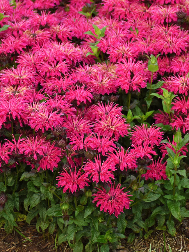 Monarda Leading Lady Razzberry (Bee Balm, Bergamot, Oswego Tea)