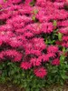 Monarda Leading Lady Razzberry