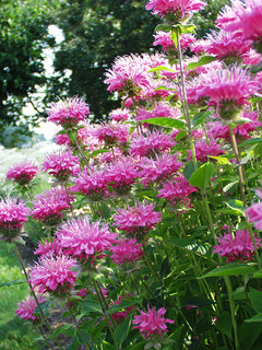 Monarda