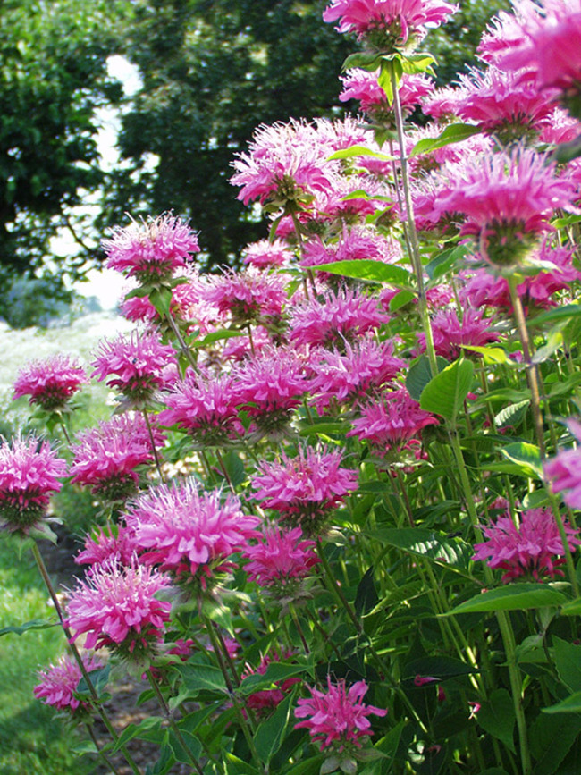 Monarda Marshalls-Delight