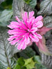 Monarda Leading Lady Orchid