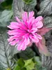 Monarda Leading Lady Orchid