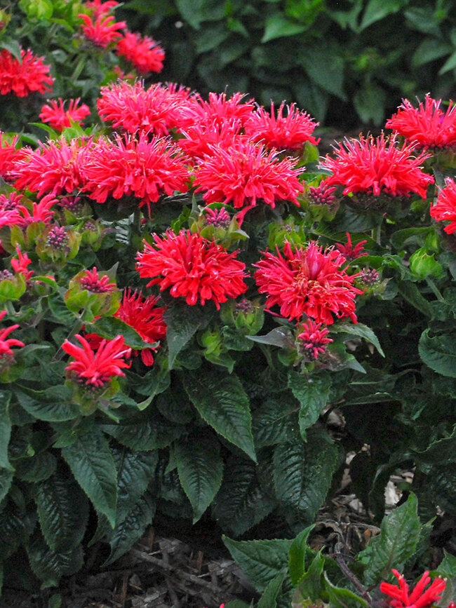 Monarda Pardon My Cerise