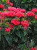 Monarda Pardon My Cerise