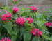 Monarda Peters-Fancy-Fuchsia