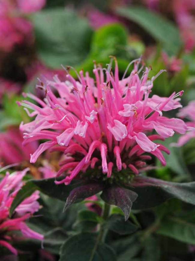 Monarda Balmy Pink Bluestone Perennials