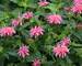 Monarda Balmy Pink