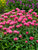 Monarda Pink-Lace