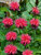 Monarda Pink-Lace
