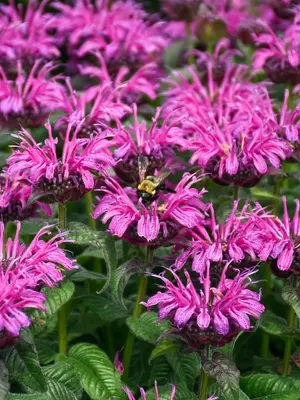 Link to Monarda Leading Lady Plum