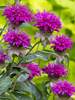 Monarda Purple Rooster