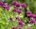 Monarda Purple Rooster