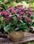 Monarda Pink-Supreme