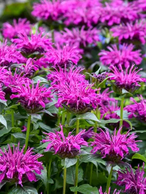 Link to Monarda Rockin Raspberry