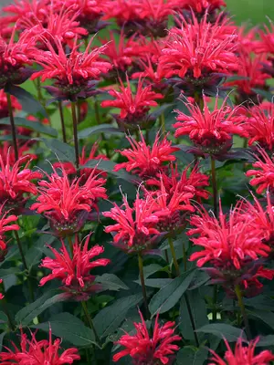 Link to Monarda Red Velvet